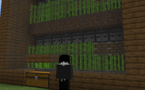 Sugar cane farm