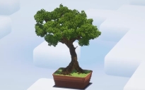Big Bonsai Tree