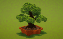 Bonsai tree