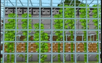 Automatic Bamboo Farm