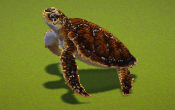 Sea Turtle
