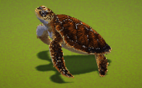 Sea Turtle