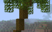palm tree
