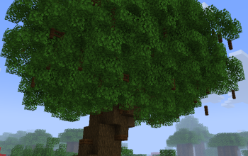 Large black oak tree