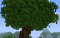 Large black oak tree