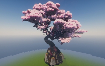 Cherry blossom tree（Sakura tree）