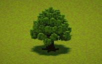 Small Pine Tree