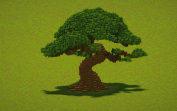 Oak Bonsai Tree