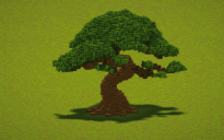 Oak Bonsai Tree
